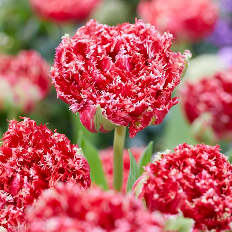 Gefranste, gefüllte Tulpen ‘Qatar’ (x5)