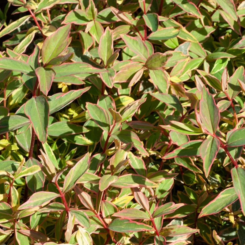 Johanniskraut Tricolor