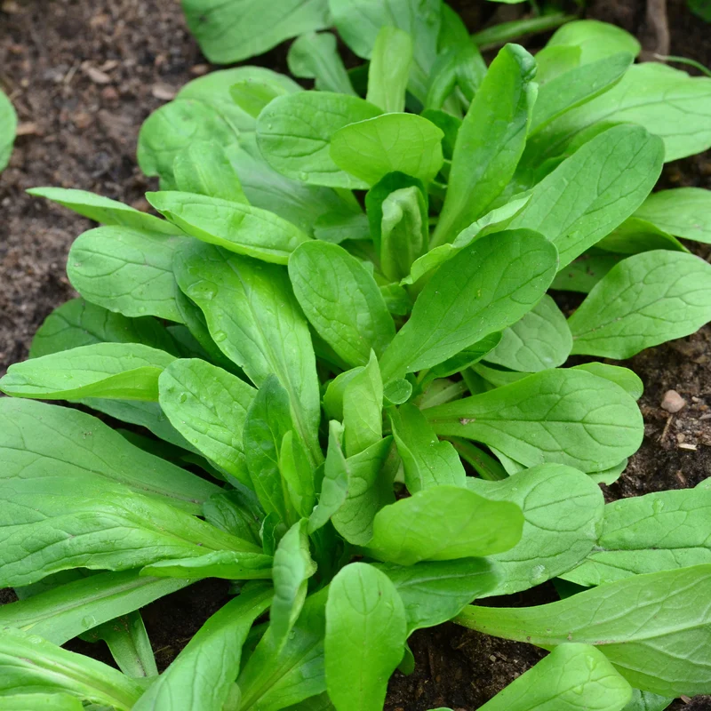 Feldsalat Bio