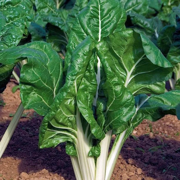Mangold grün mit weißen Rippen Bio