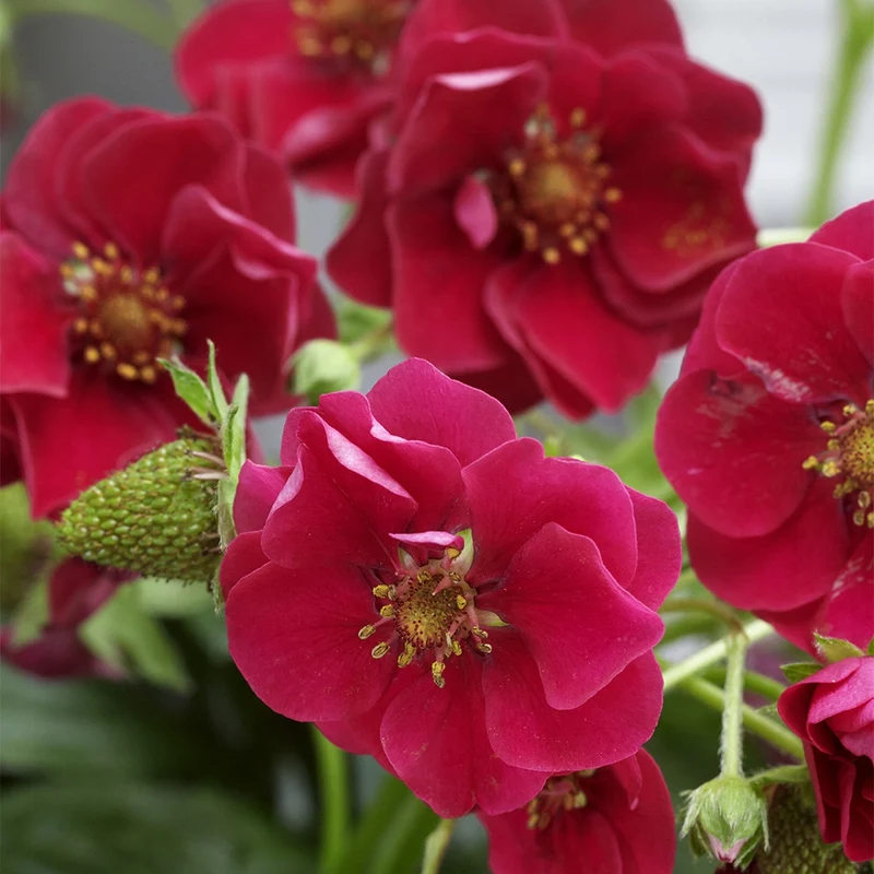 Erdbeere 'Summer Breeze Rose' (x3)