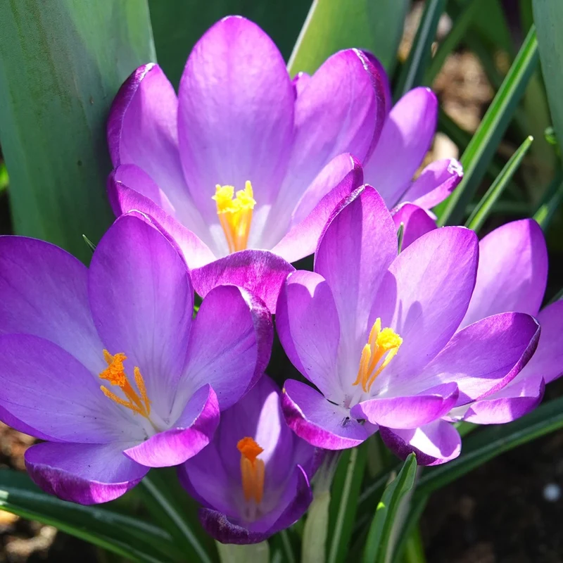Hybridkrokusse Ruby Giant