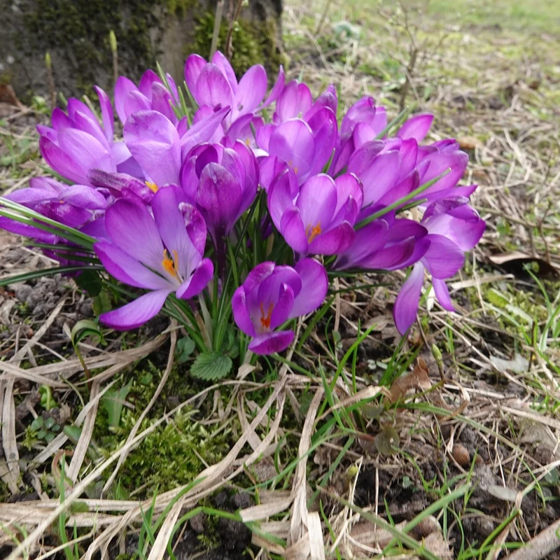 Hybridkrokusse Ruby Giant