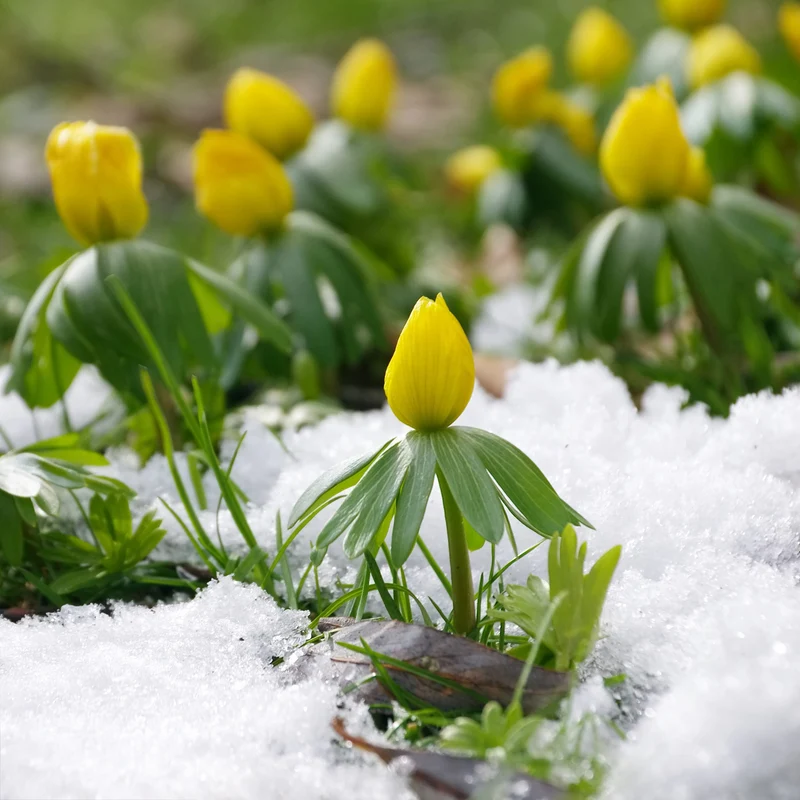 Winterling (x10)