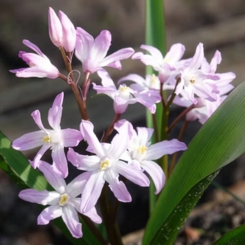 Schneeglanz Pink Giant