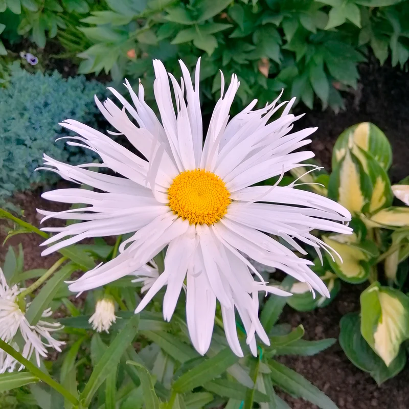 Margariten Sweet Daisy Rebecca