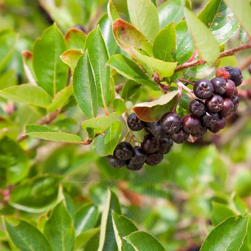 Schwarze Apfelbeere