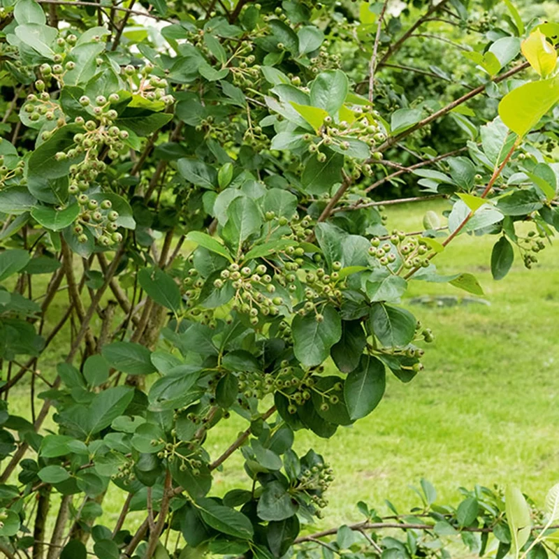 Schwarze Apfelbeere