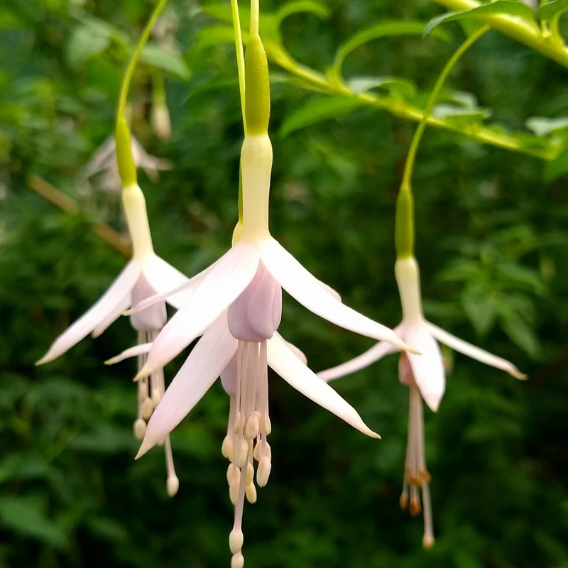 Fuchsia Sharpitor