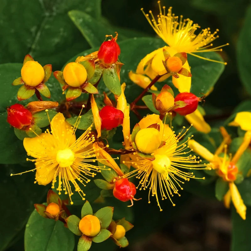 Johanniskraut 'Miracle Wonder'