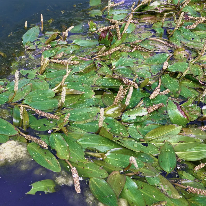 Schwimmendes Laichkraut