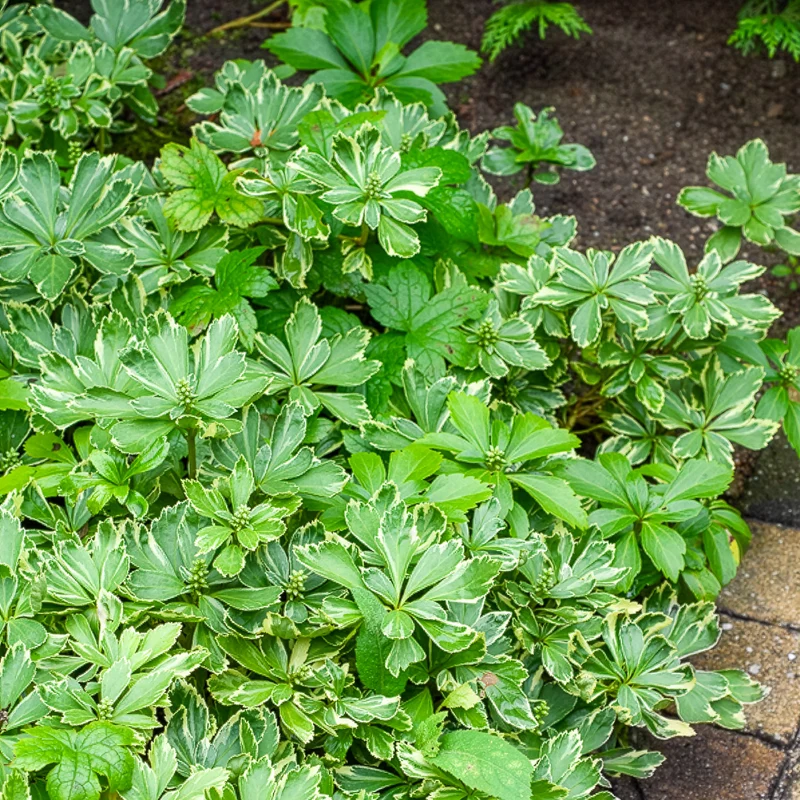 Schattengrün Variegata