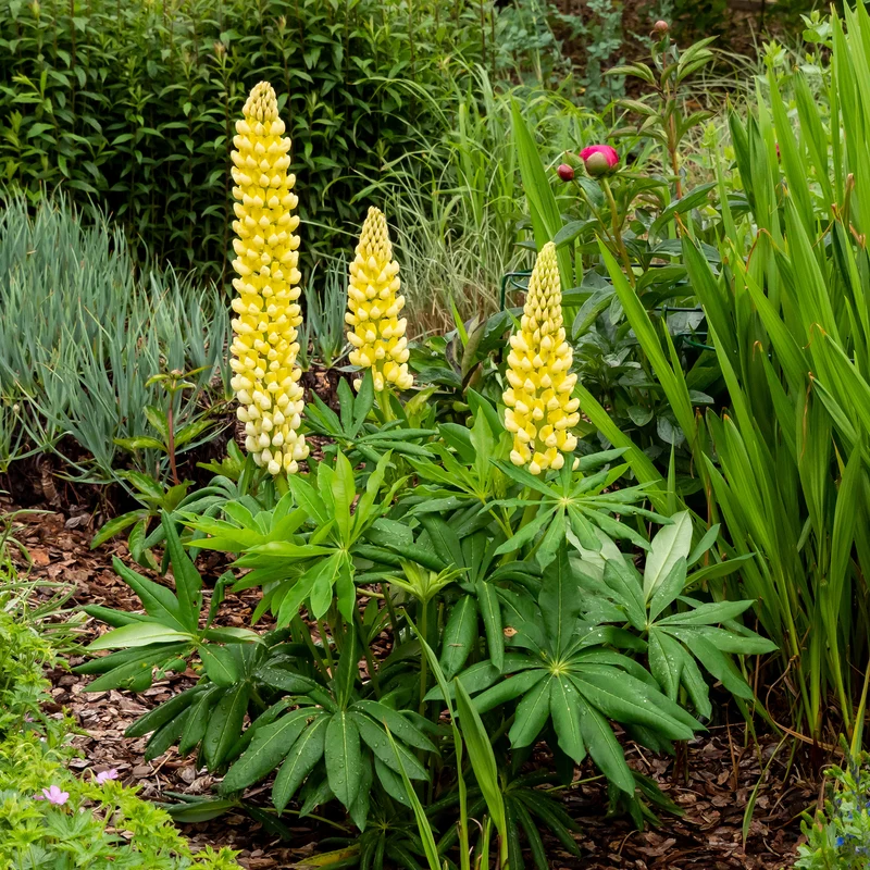 Lupine 'Chandelier'