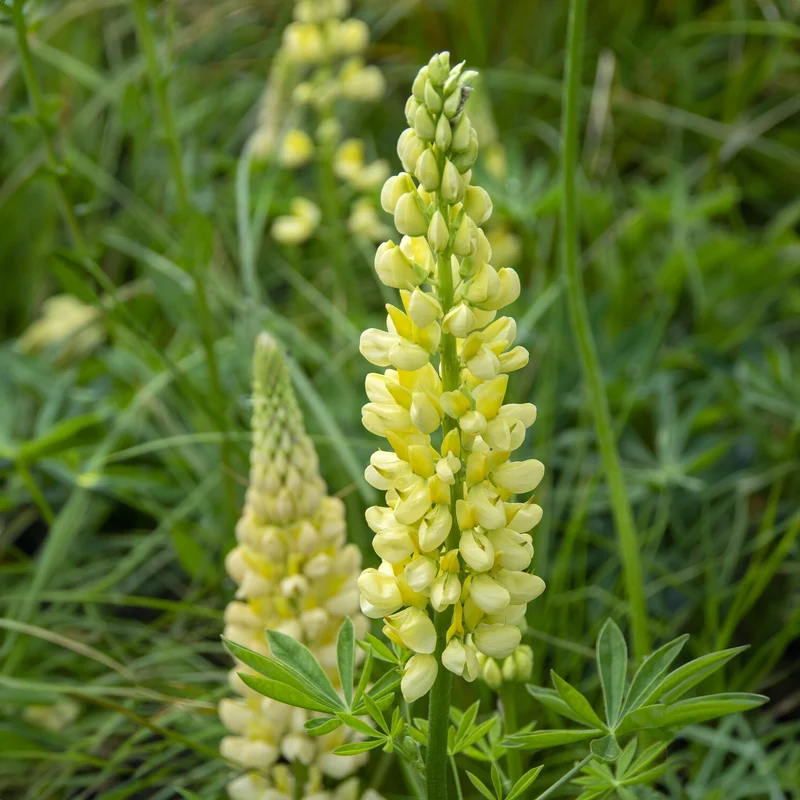 Lupine 'Chandelier'