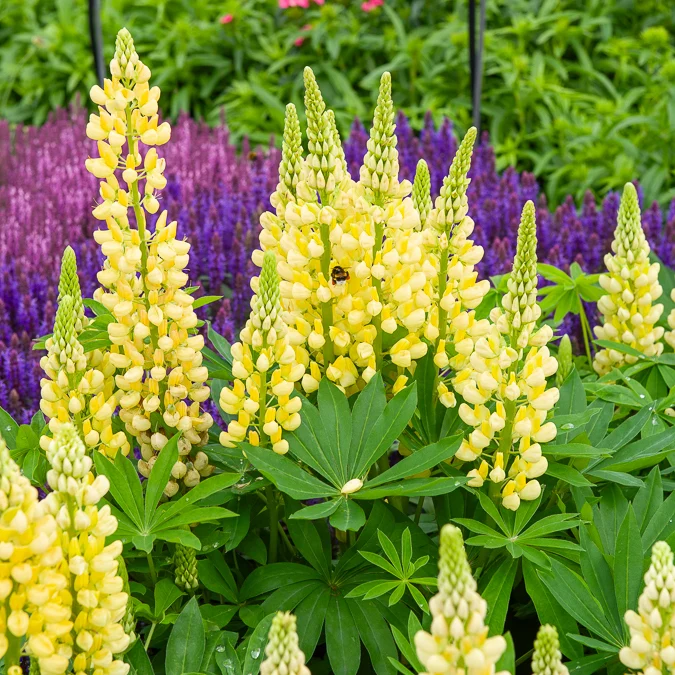 Lupine 'Gallery Yellow'