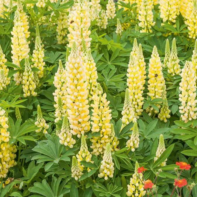 Lupine 'Gallery Yellow'