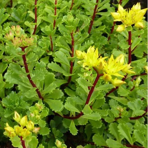 Sedum Weihenstephaner Gold Orpin Weihenstephaner Gold (x3)