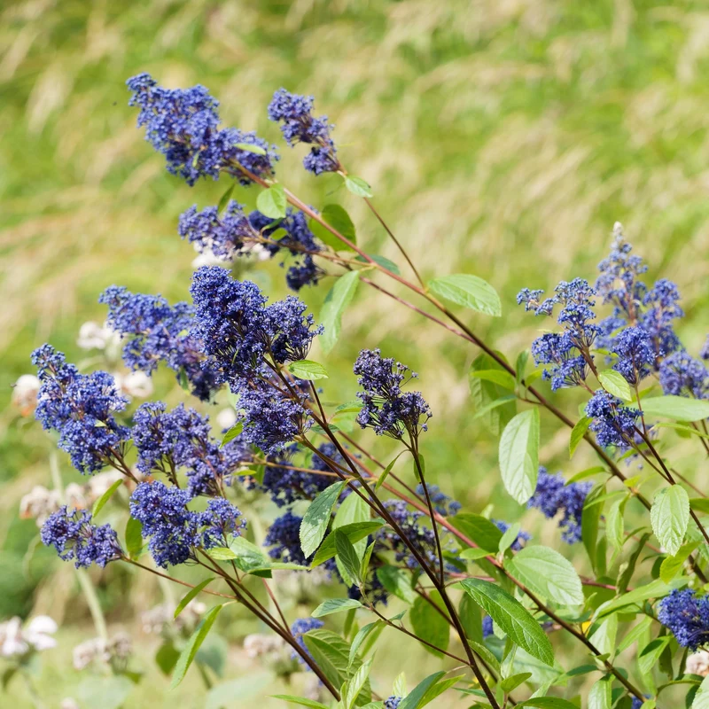 Ceanothus ‘Gloire de Versailles’
