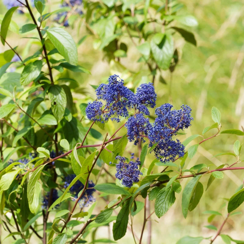 Ceanothus ‘Gloire de Versailles’