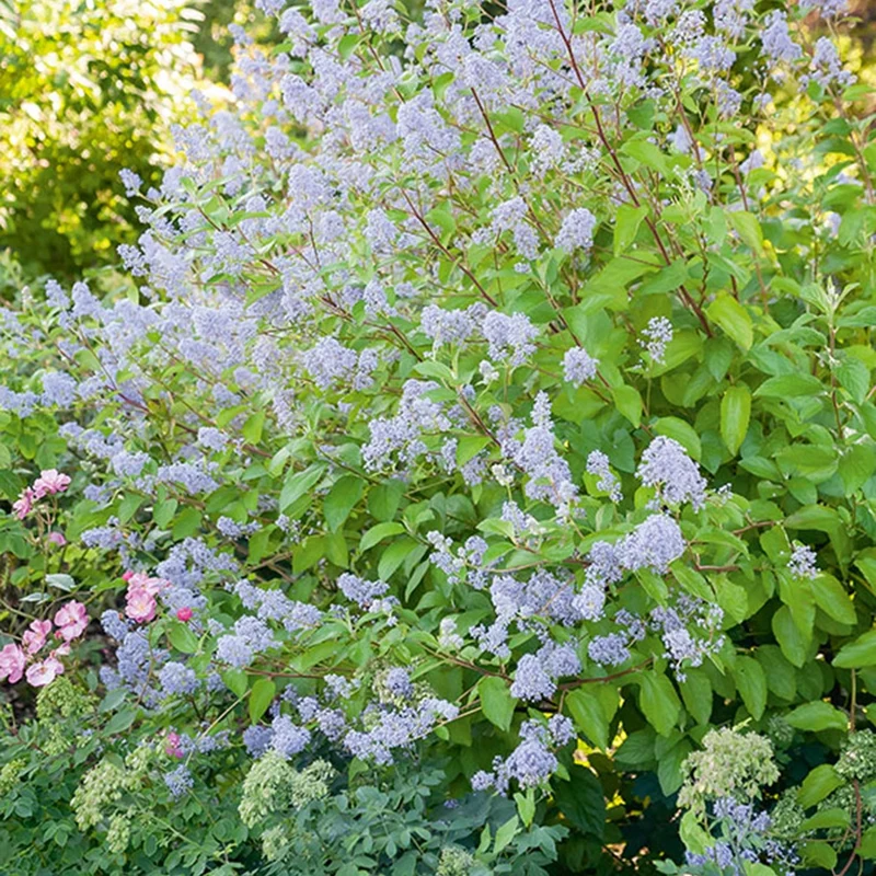 Ceanothus ‘Gloire de Versailles’