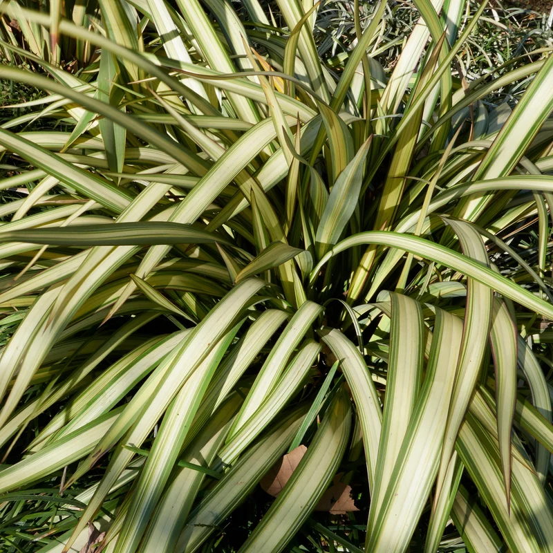 Neuseeländischer Flachs Tricolor