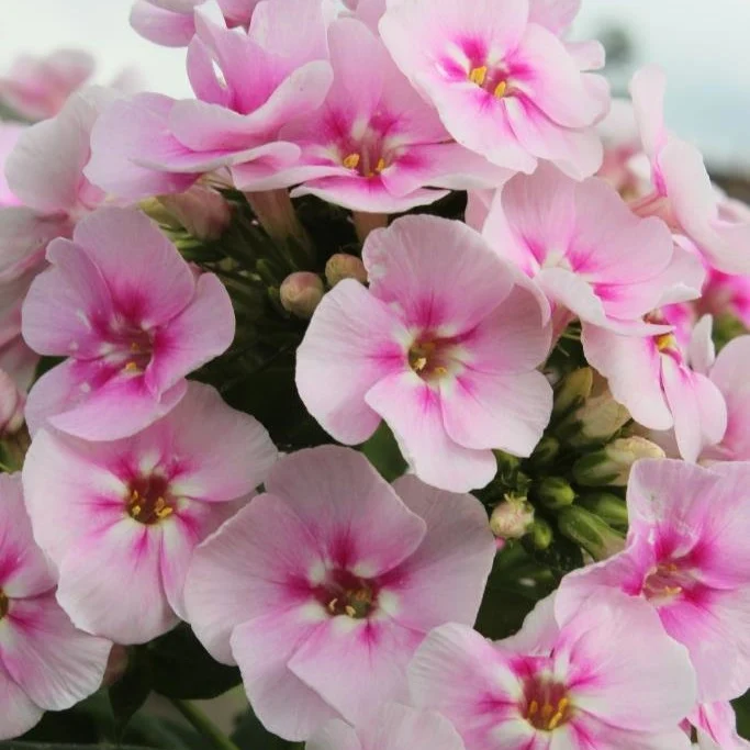 Stauden Phlox (x3)