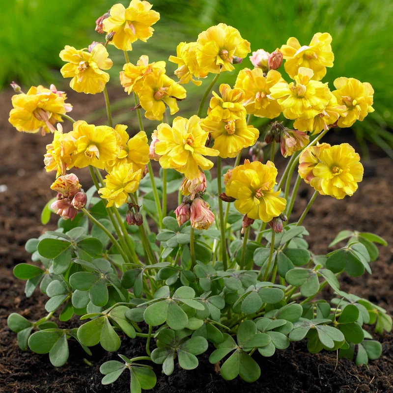 Oxalis 'Double Trouble' (x5)
