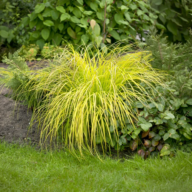 Segge ‘Aurea’
