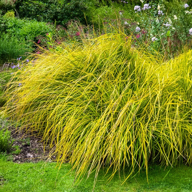 Segge ‘Aurea’