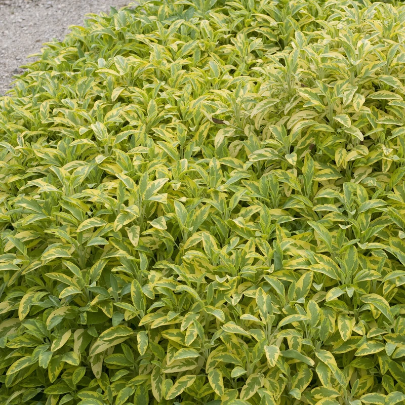 Gartensalbei ‘Aurea’