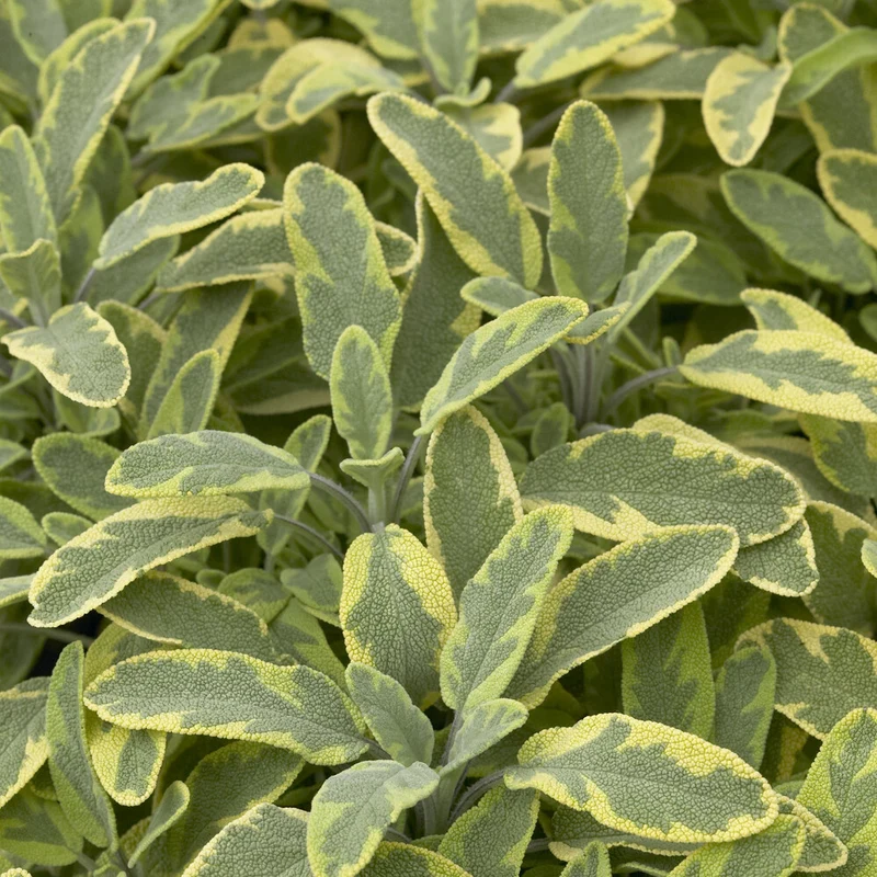 Gartensalbei ‘Aurea’
