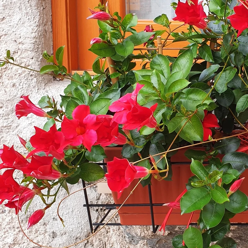Brasilianischer Jasmin
