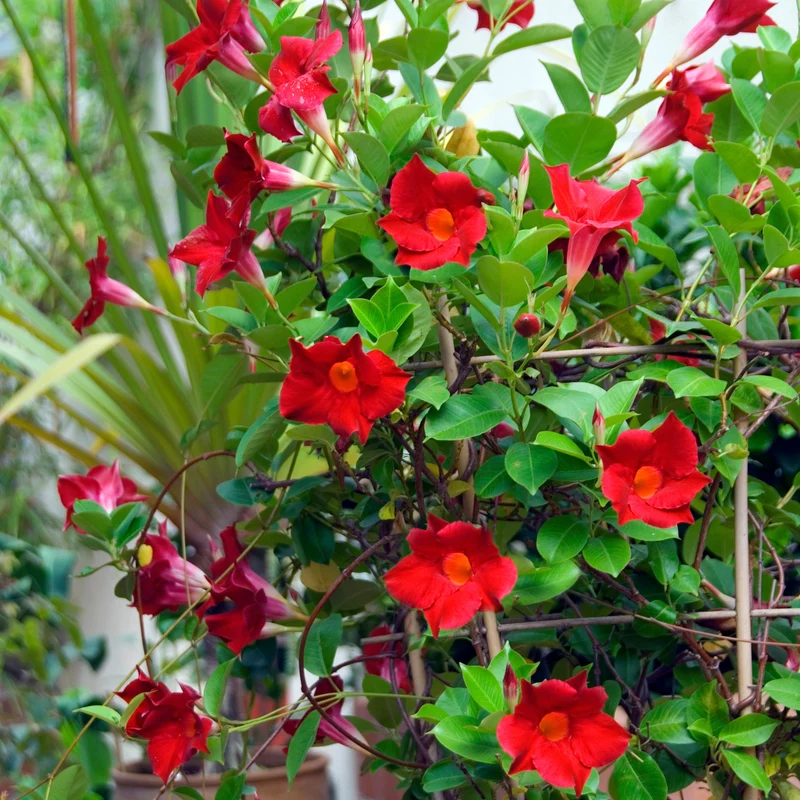 Brasilianischer Jasmin