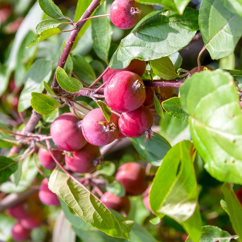 Apfel Red Sentinal