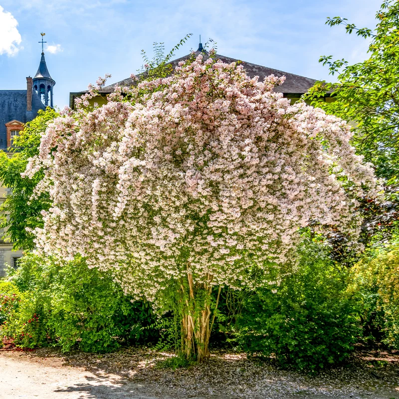 Perlmuttstrauch