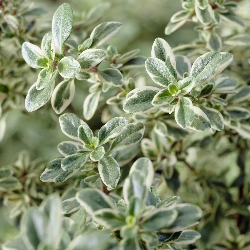 Thymian 'Silver Queen'