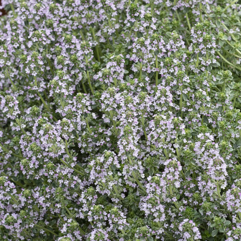 Thymian 'Silver Queen'