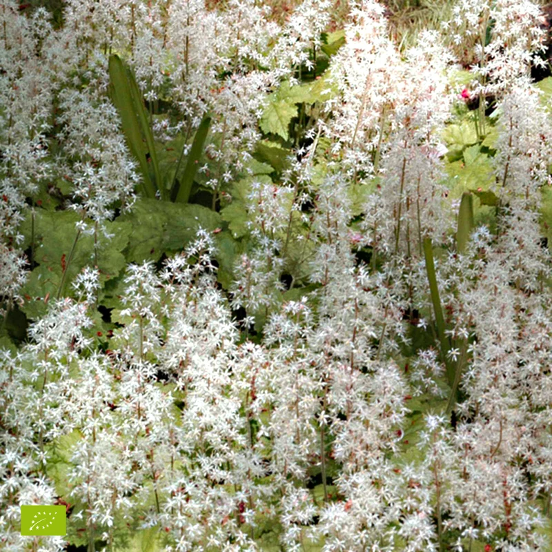 Schaumblüte 'Pink Skyrocket'