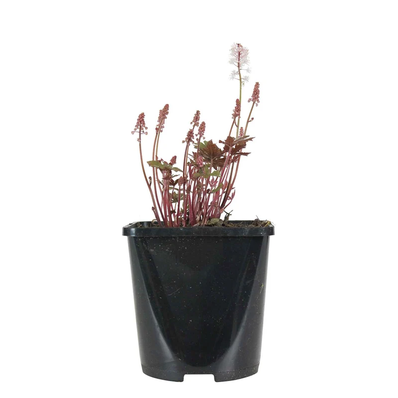 Schaumblüte 'Pink Skyrocket'