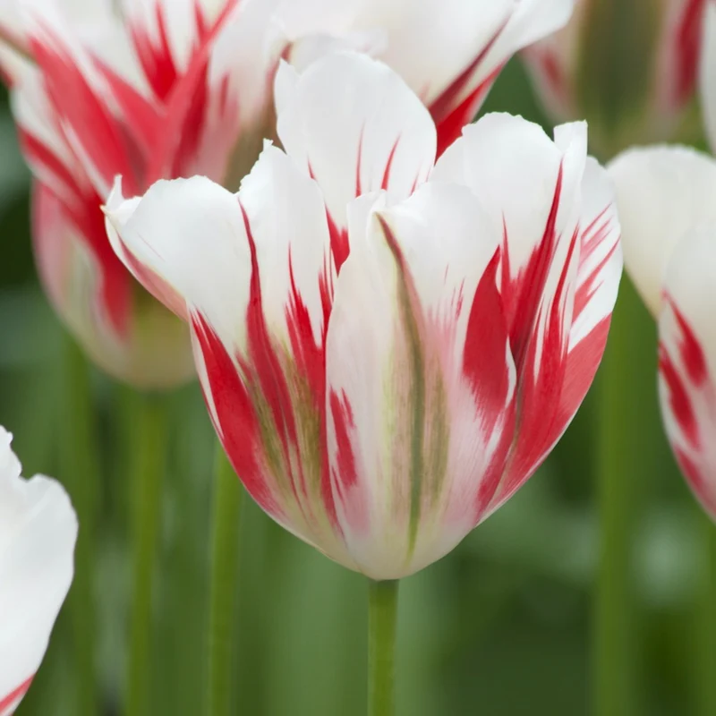 Viridiflora-Tulpen Flaming Spring Green