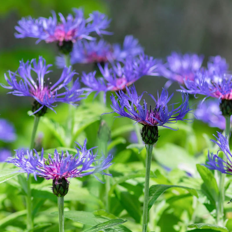 Berg-Flockenblume