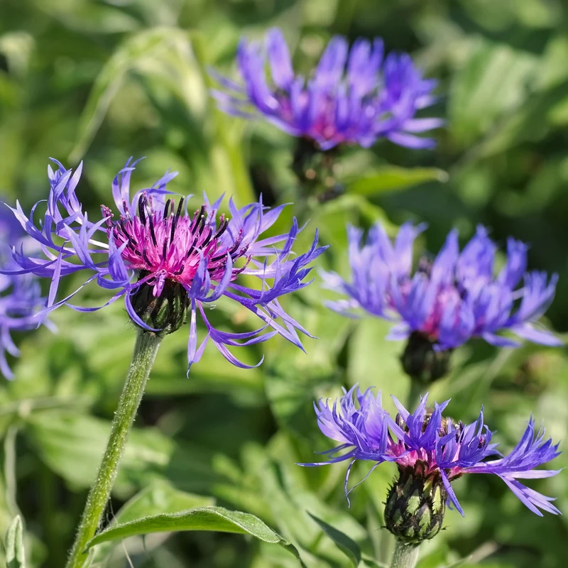 Berg-Flockenblume