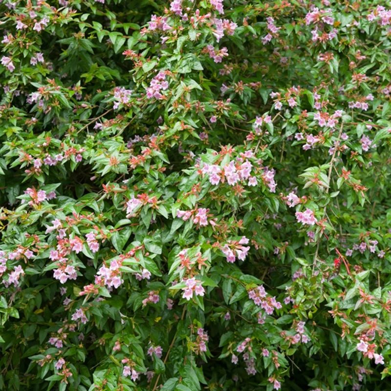Abelia Edouard Goucher