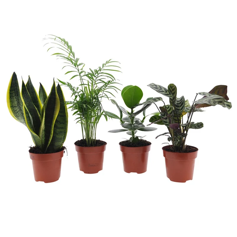 Pflegeleichte Zimmerpflanzen Mischung (x4)