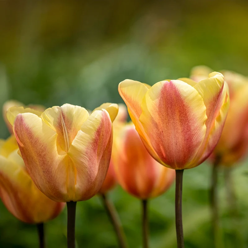 Triumph-Tulpen Apricot Foxx