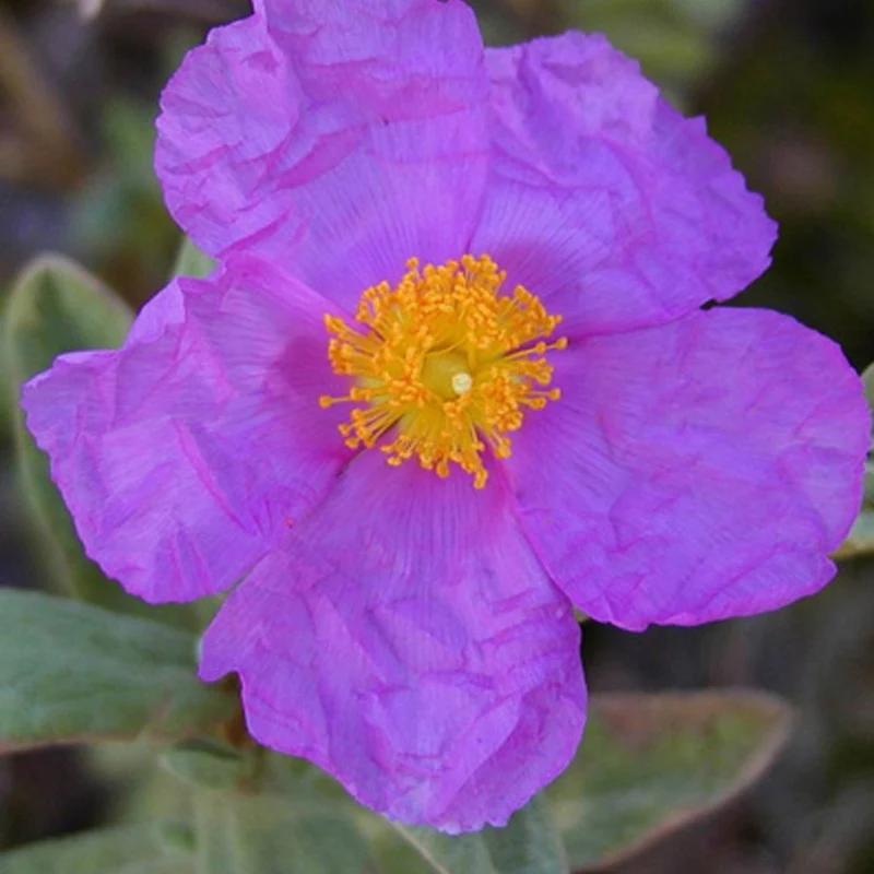 Graulaubige Zistrose