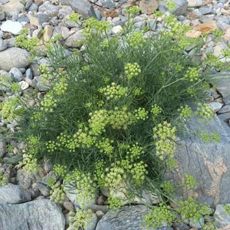 Meerfenchel
