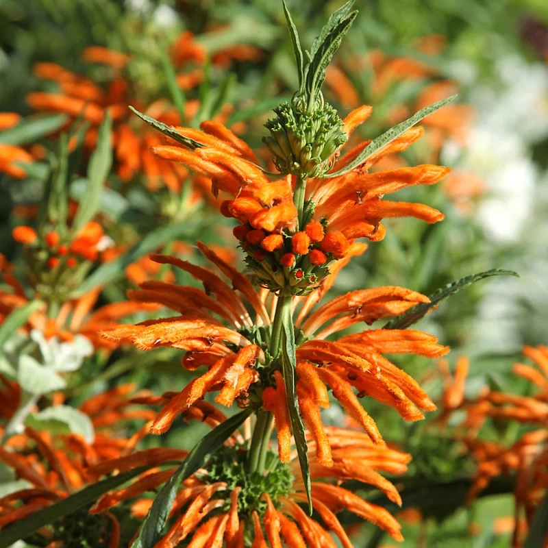 Löwenschwanz