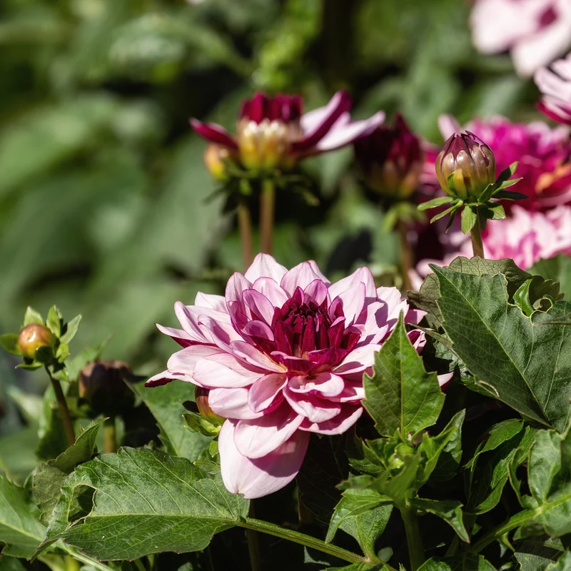 Dahlie ‘Crème de Cassis’