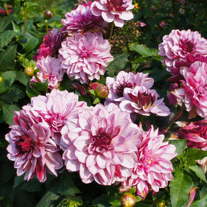Dahlie ‘Crème de Cassis’